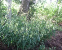chasmanthium latifolium mass.jpg